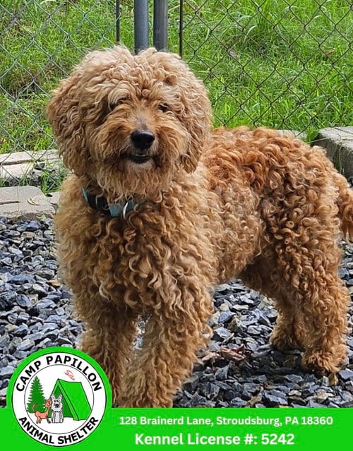 Photo of Tundra, adoptable Poodle (Standard) in Stroudsburg, Pennsylvania