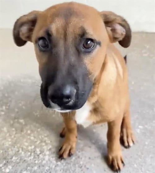 Photo of Nellie, adoptable German Shepherd Dog in Houston, Texas