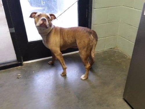 Photo of Bones, adoptable Pit Bull Terrier in Tulsa, Oklahoma