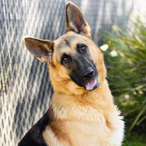 Photo of Hans, adoptable German Shepherd Dog in Camarillo, California