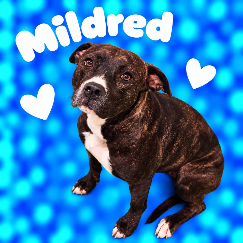 Photo of Mildred, adoptable dog