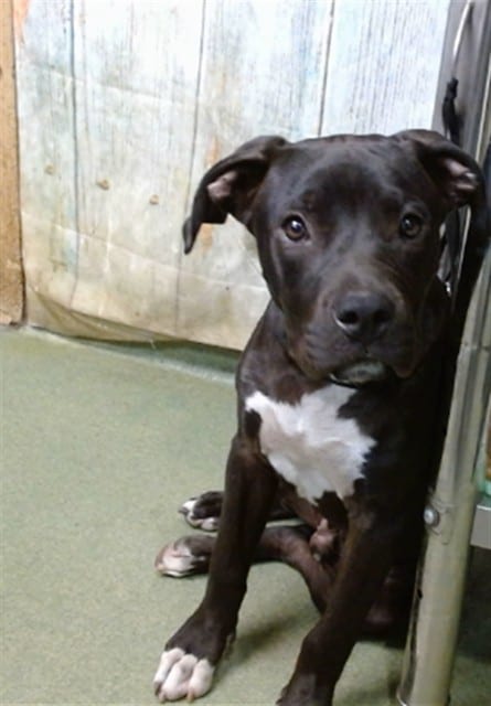 Photo of Senior Pit Bull Terrier mix, adoptable Pit Bull Terrier mix in Devore, California