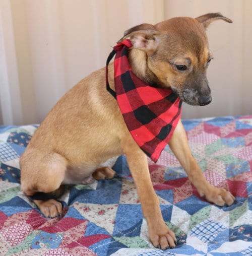 Photo of Sean, adoptable Terrier in Bandera, Texas