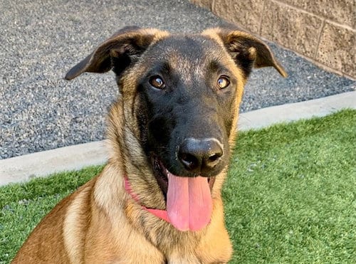 Photo of Brownie, adoptable Belgian Shepherd Malinois in Moreno Valley, California