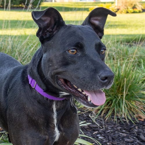 Photo of Gianna, adoptable Pit Bull Terrier in Maryland, Missouri