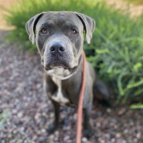 Photo of Canes, adoptable American Pit Bull Terrier in Phoenix, Arizona