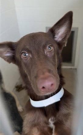 Photo of Star Fire, adoptable Australian Kelpie in Houston, Texas