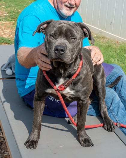 Photo of Jemetrius, adoptable dog in Chamblee, Georgia