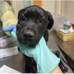 Photo of Genie, adoptable Cane Corso Labrador Retriever in Jurupa Valley, California