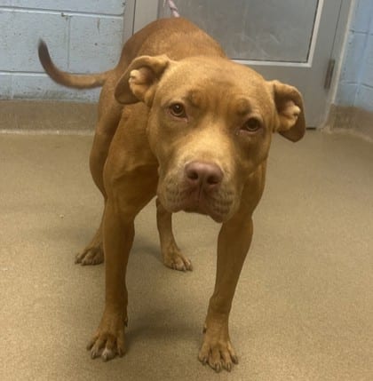 Photo of Beowulf, adoptable dog in Chamblee, Georgia