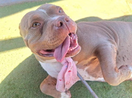 Photo of Honey Bun, adoptable American Pit Bull Terrier in Phoenix, Arizona