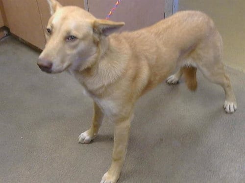 Photo of Tamagotchi, adoptable Carolina Dog in Sacramento, California