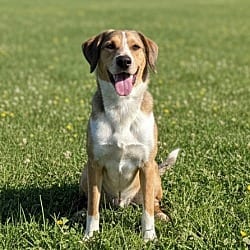 Photo of Copper, adoptable Mixed Breed (Medium) in Pittsfield, Illinois