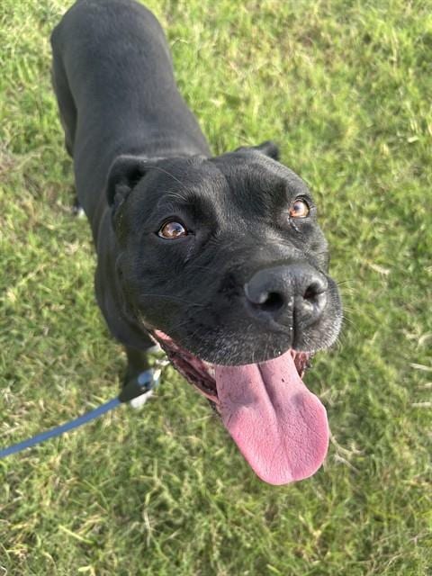 Photo of Kalifa, adoptable American Pit Bull Terrier in Phoenix, Arizona