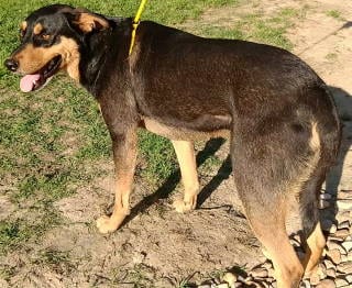 Photo of Callan, adoptable Doberman Pinscher in Frankston, Texas