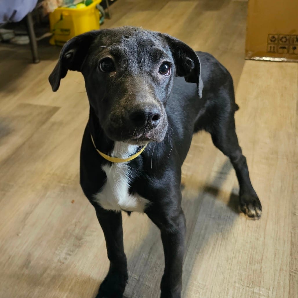 Photo of Rubina, adoptable Mixed Breed (Medium) in Mount Vernon, Arkansas