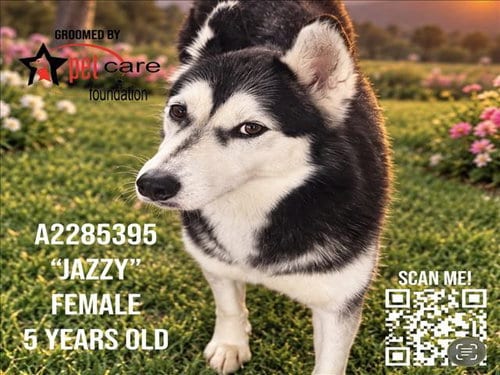 Photo of Jazzy, adoptable Siberian Husky in Los Angeles, California