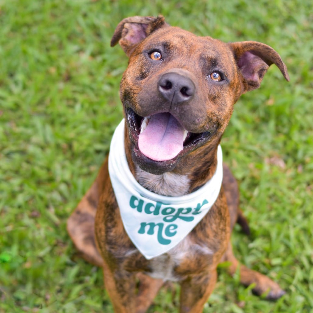 Photo of Dill, adoptable Mixed Breed (Medium)