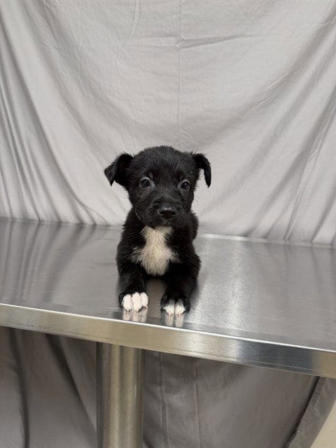 Photo of Smalls, adoptable German Shepherd Dog in Agoura, California