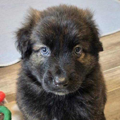 Photo of Yellowstone, adoptable Shepherd in Normal, Illinois