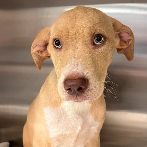 Photo of Art, adoptable Unknown breed in Rancho Santa Fe, California