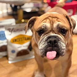 Photo of Ella, adoptable English Bulldog in Beverly Hills, California
