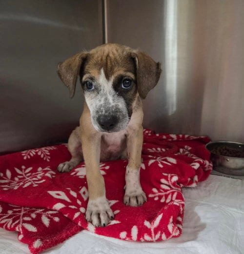 Photo of Maya, adoptable Boxer in El Centro, California