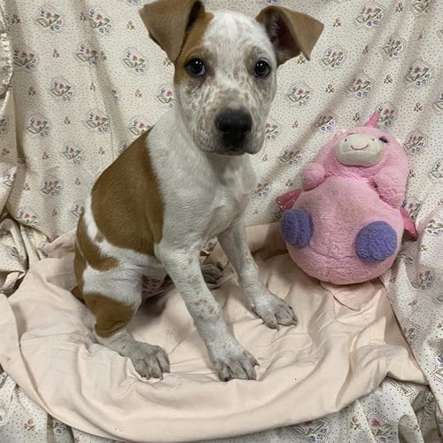 Photo of A614628, adoptable Queensland Heeler in Modesto, California