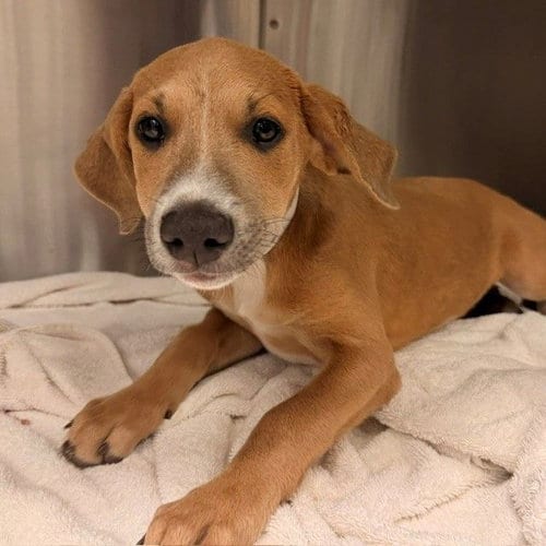 Photo of Morticia, adoptable Unknown breed in Rancho Santa Fe, California