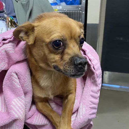 Photo of Bear, adoptable Chihuahua in Modesto, California