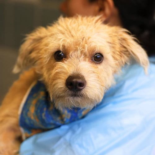 Photo of Winnie, adoptable Terrier in San Antonio, Texas