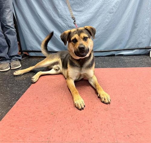 Photo of Bozo, adoptable Rottweiler in Ukiah, California