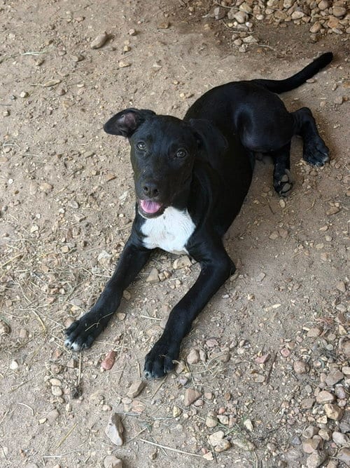 Photo of Thumper, adoptable Labrador Retriever in Jackson, Mississippi