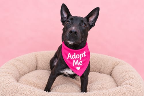 Photo of Maya, adoptable Australian Kelpie in Inglewood, California