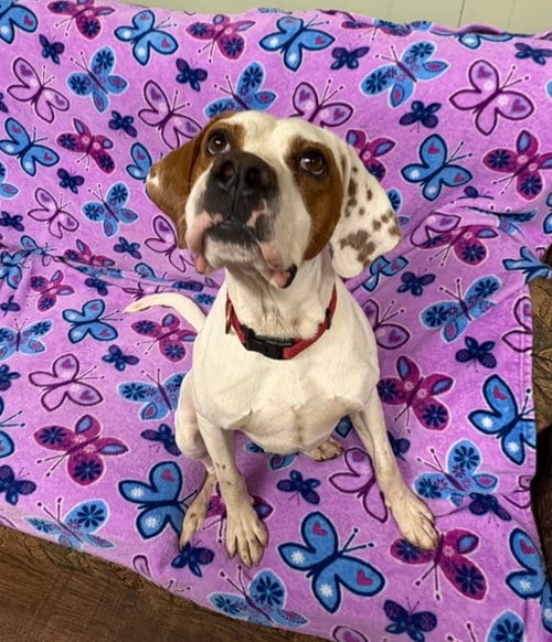 Photo of Apricot, adoptable Pit Bull Terrier in Webster, Wisconsin