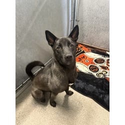 Photo of Kuma, adoptable Akita German Shepherd Dog in Roseville, California