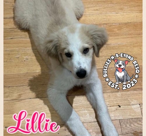 Photo of Lillie, adoptable Great Pyrenees in Omaha, Nebraska