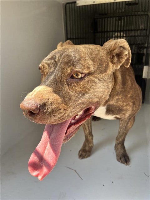 Photo of A662258, adoptable Pit Bull Terrier in Houston, Texas