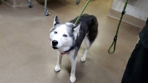 Photo of Sabrina, adoptable Husky in Aurora, Illinois
