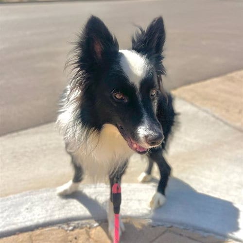 Photo of Brixby, adoptable Border Collie in Aurora, Colorado
