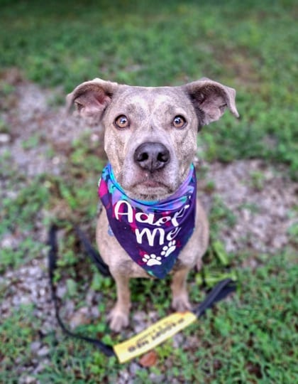 Photo of Pear, adoptable dog in Atlanta, Georgia