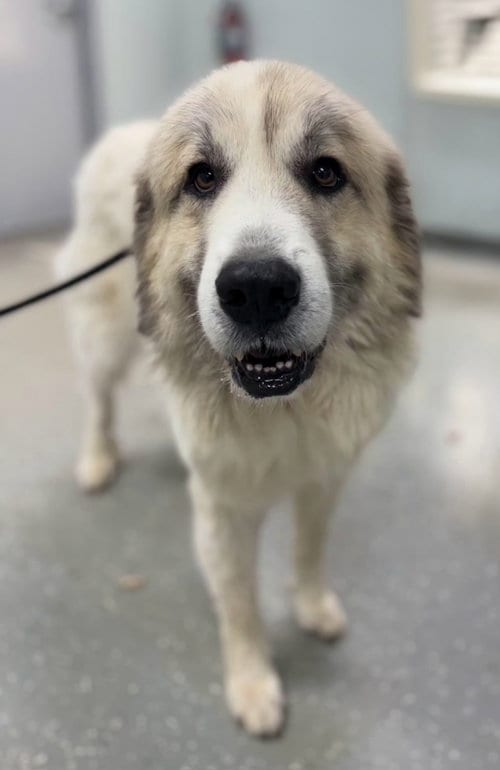Photo of Cider, adoptable Great Pyrenees in Croydon, New Hampshire