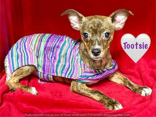 Photo of Tootsie, adoptable Chihuahua in Chicago Ridge, Illinois