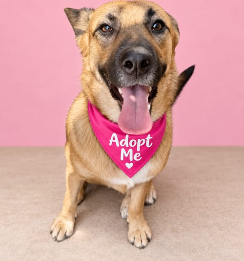 Photo of Dominga T, adoptable German Shepherd Dog in Inglewood, California