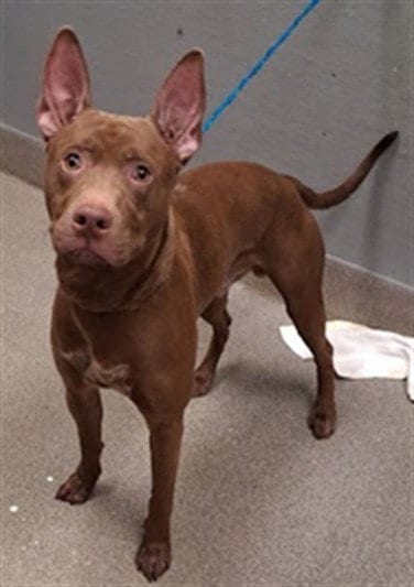 Photo of Anubis, adoptable Pit Bull Terrier in Las Vegas, Nevada