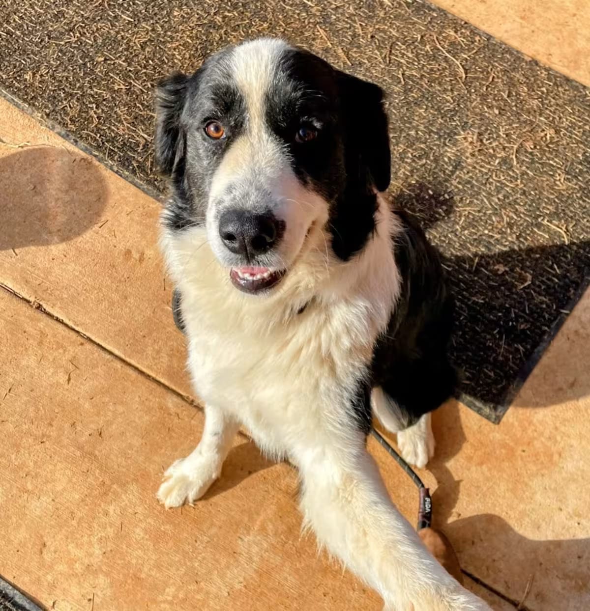 Photo of Max, adoptable Great Pyrenees/Border Collie in Lyndhurst, Virginia