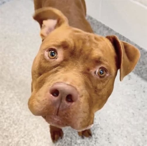 Photo of Peanut, adoptable Pit Bull Terrier in Houston, Texas