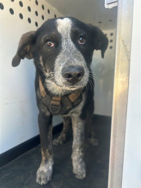 Photo of A171960, adoptable Queensland Heeler in Bakersfield, California