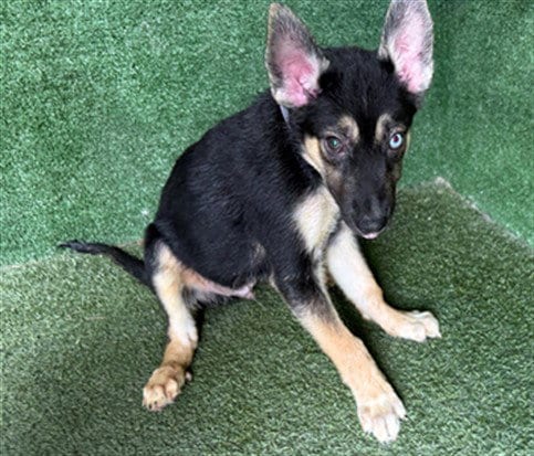 Photo of Markie, adoptable Siberian Husky in Lancaster, California