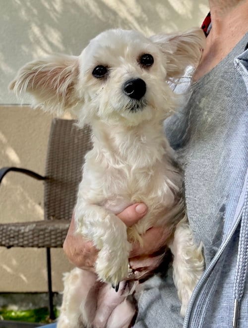 Photo of Quinn, adoptable Maltese in Oakland, California